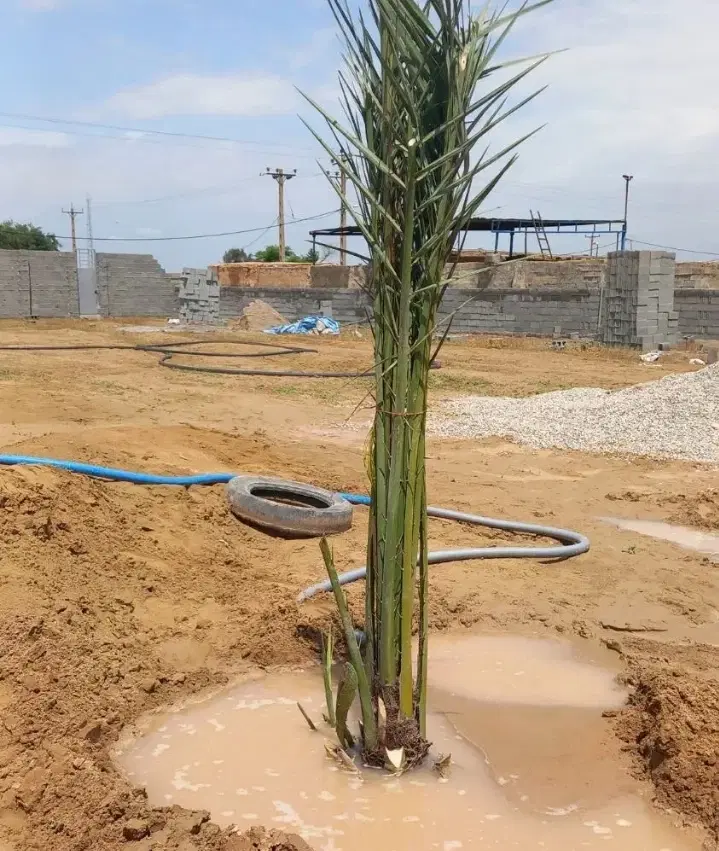 زمین سعدی