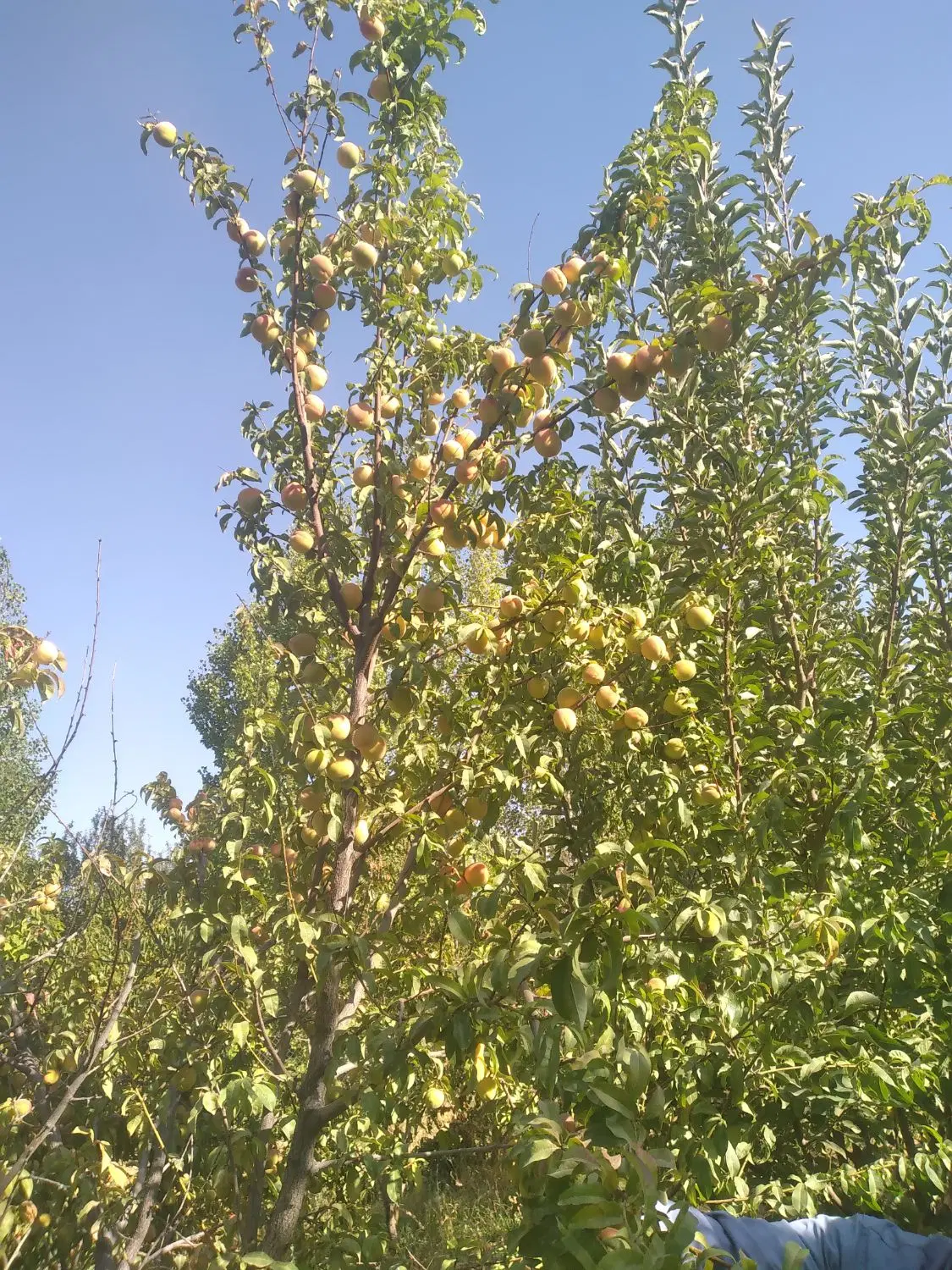 فروش زمین گلشن اباد بان