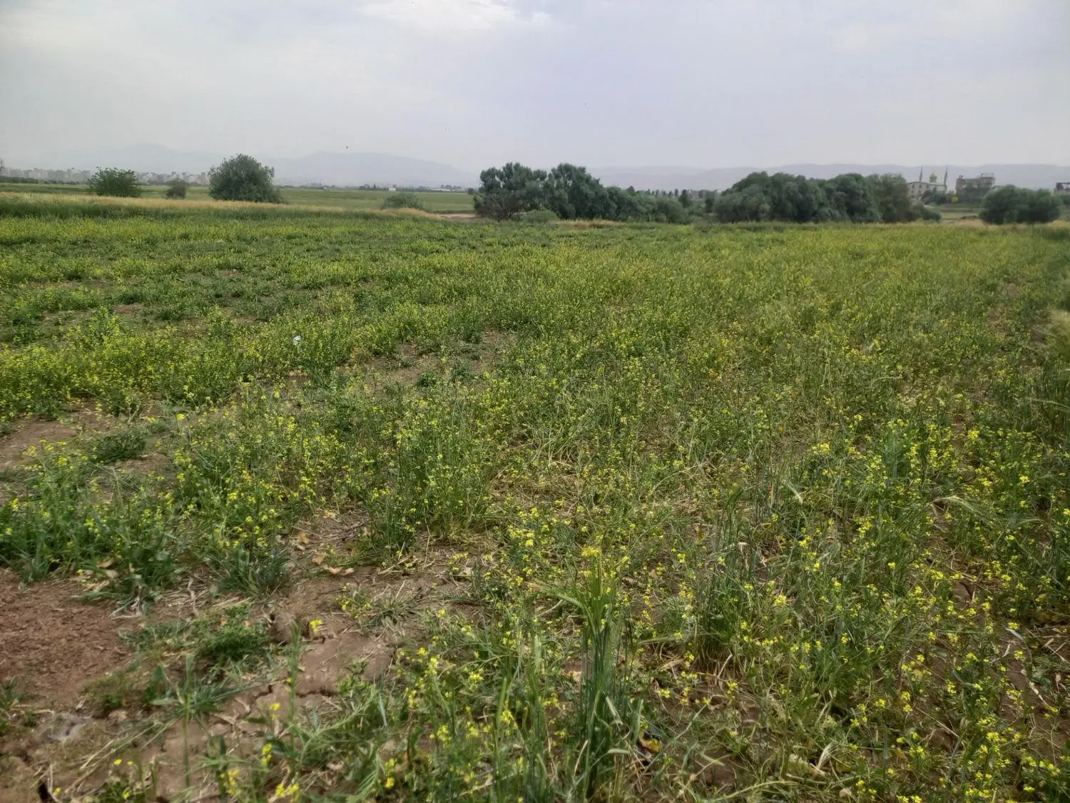 زمین کشاورزی