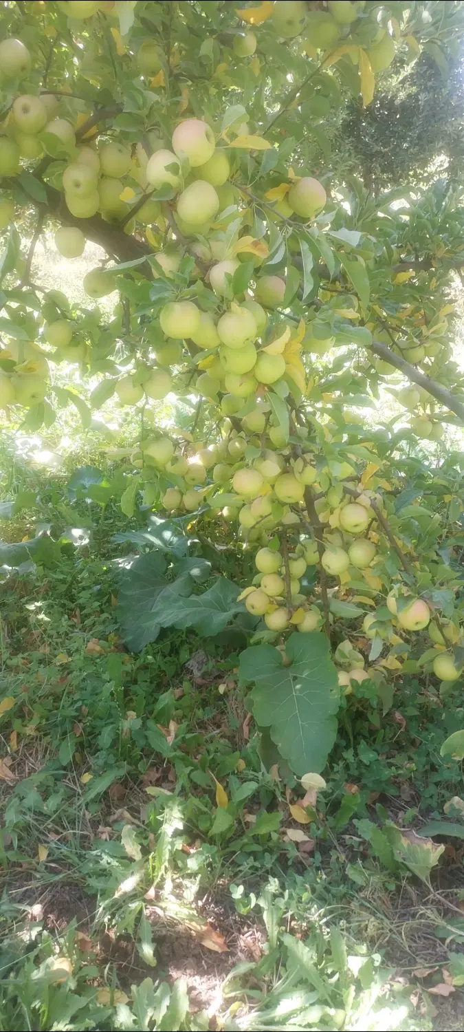 باغ درراستای کوهانی