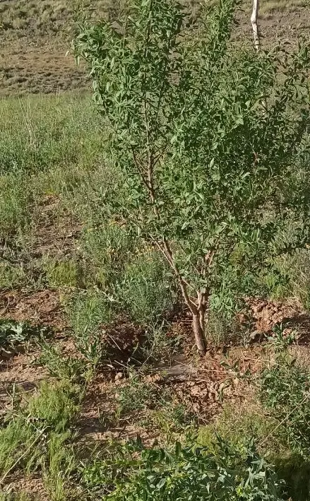فروش زمین باغی