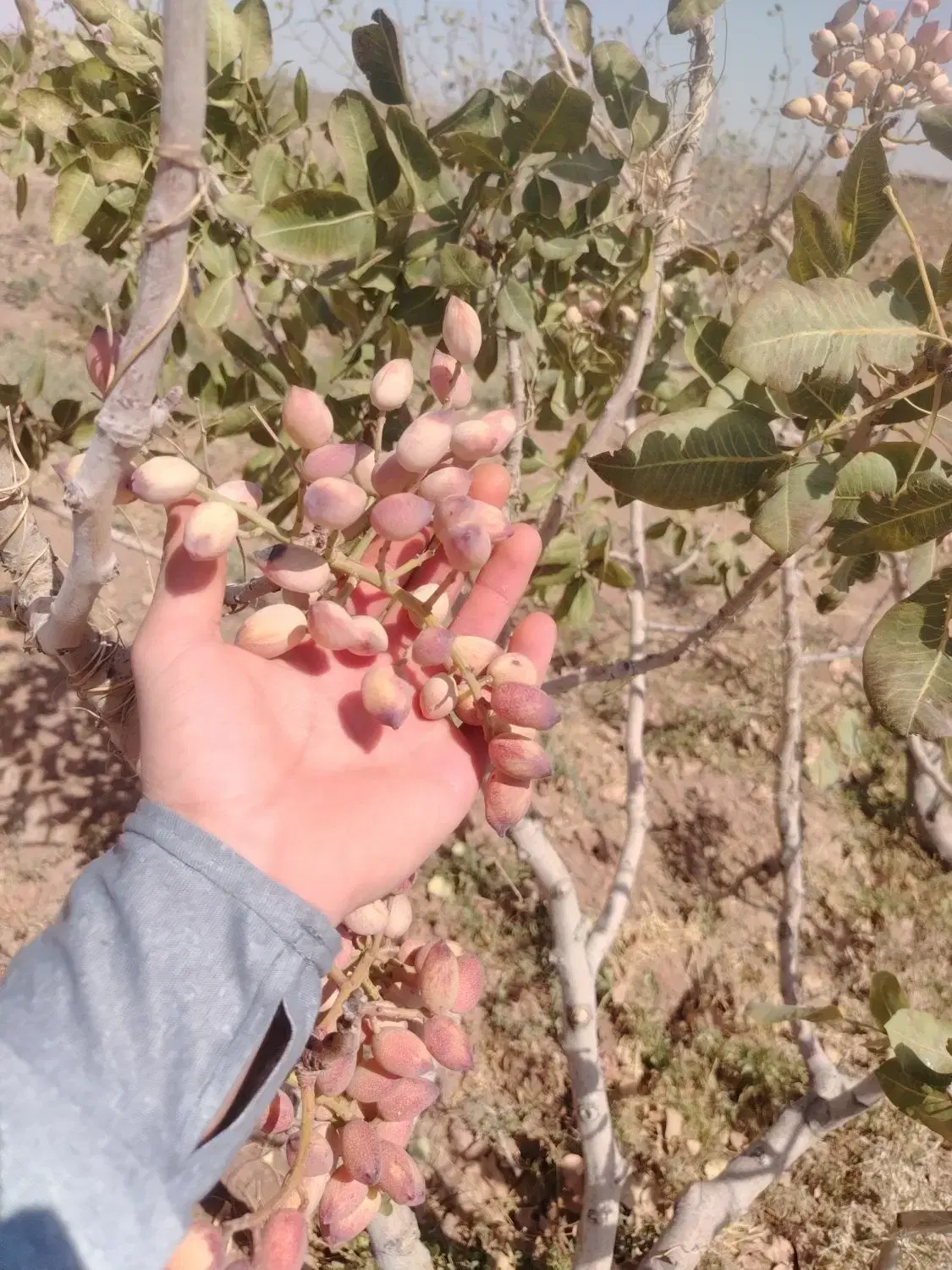 باغ پسته
