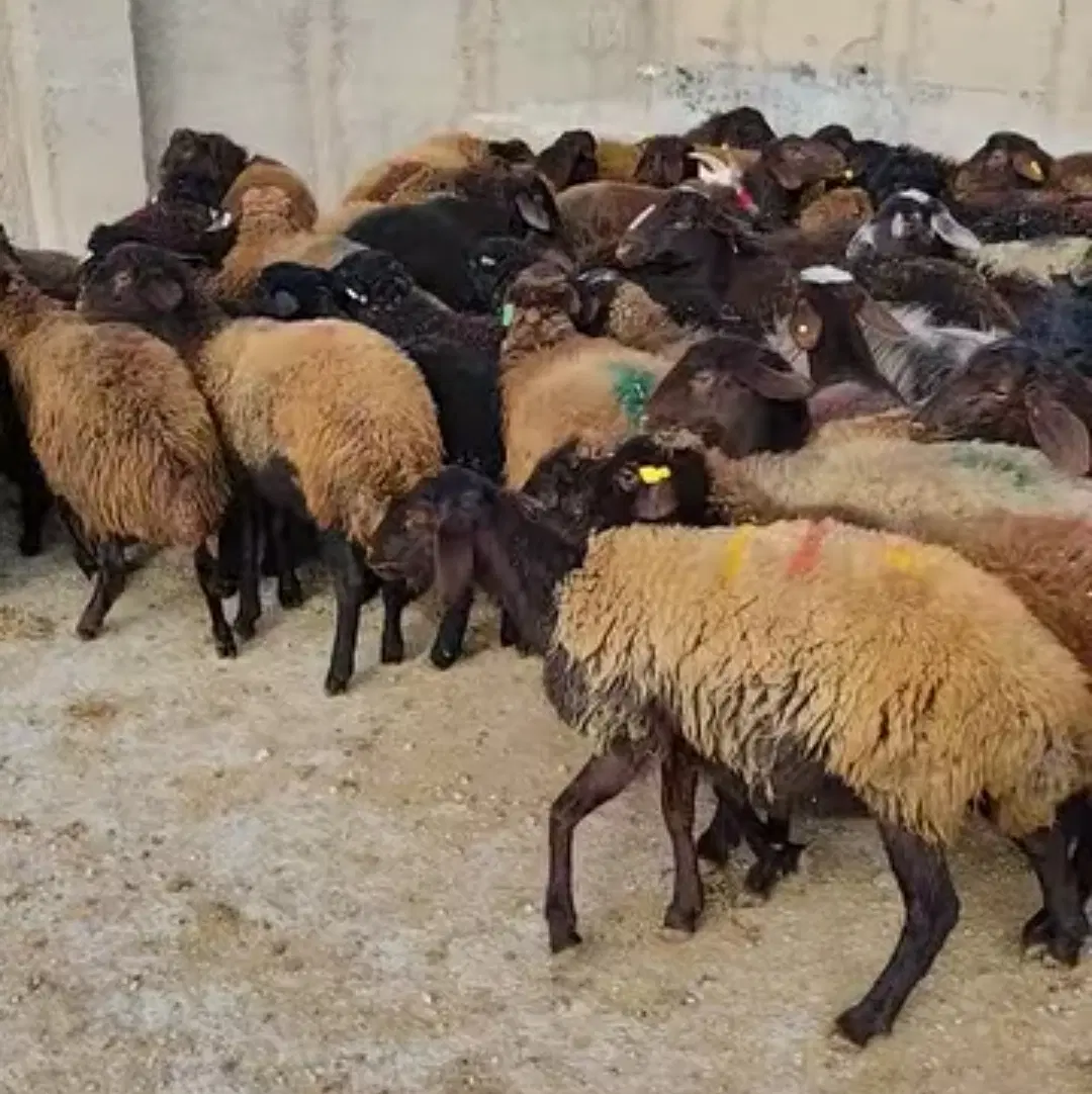 دامداری واقع در ورامین رستم آباد جوادآباد