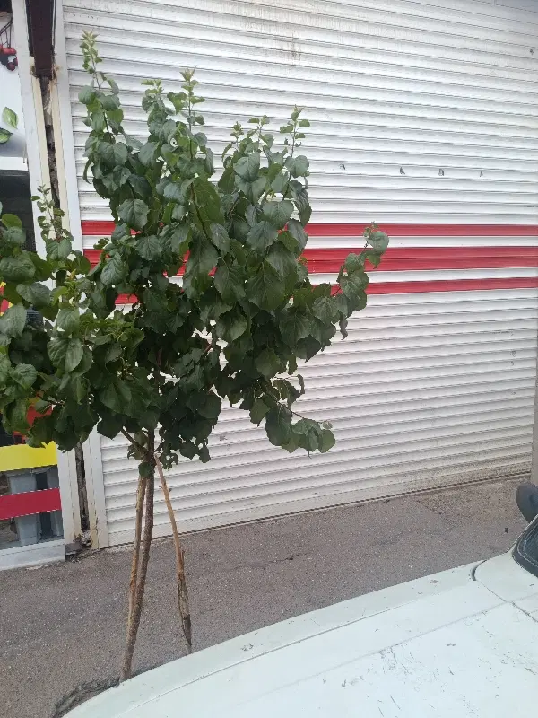 رهن اجاره یک باب مغازه نواب شمالی