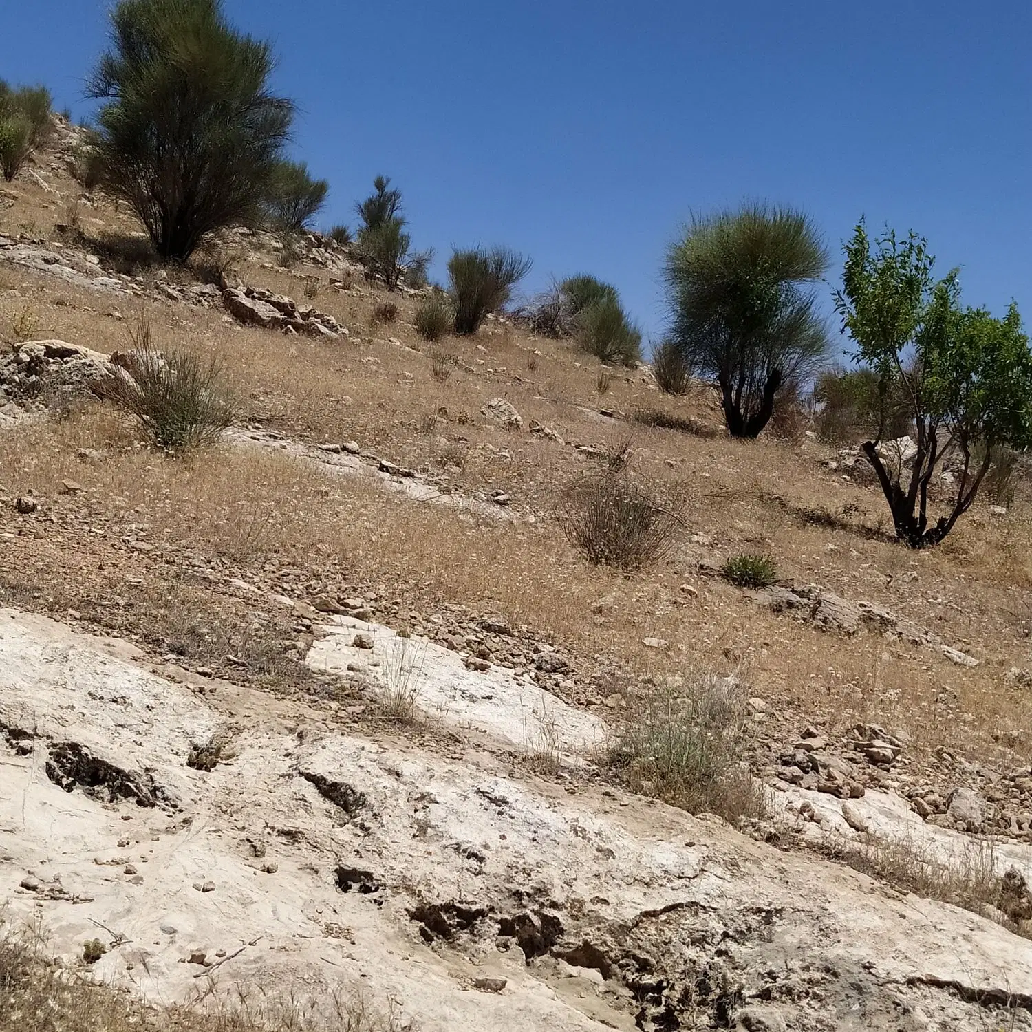 باغ انگوری روستای بردج
