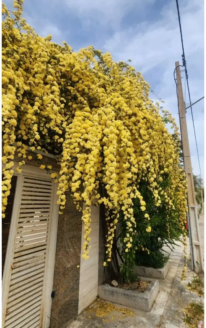 منزل تجاری مسکونی