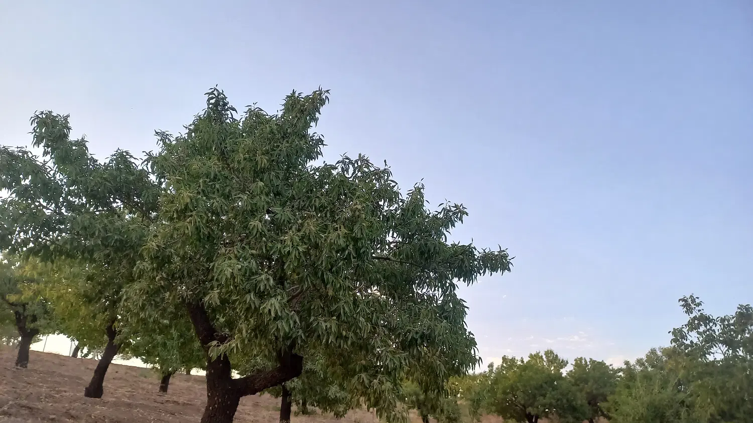 باغ سامان