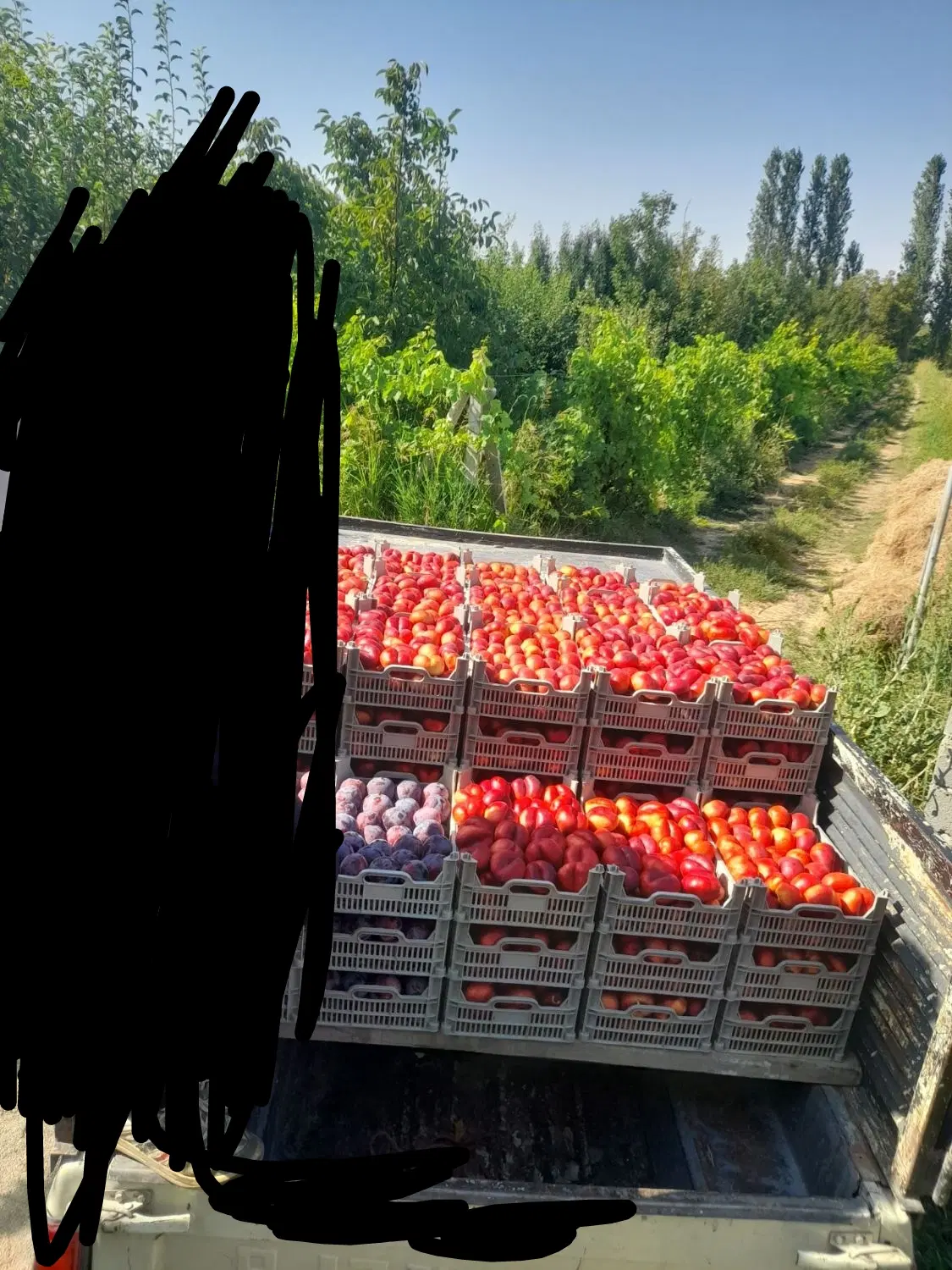 اجاره گرفتن هلو شلیل آلو