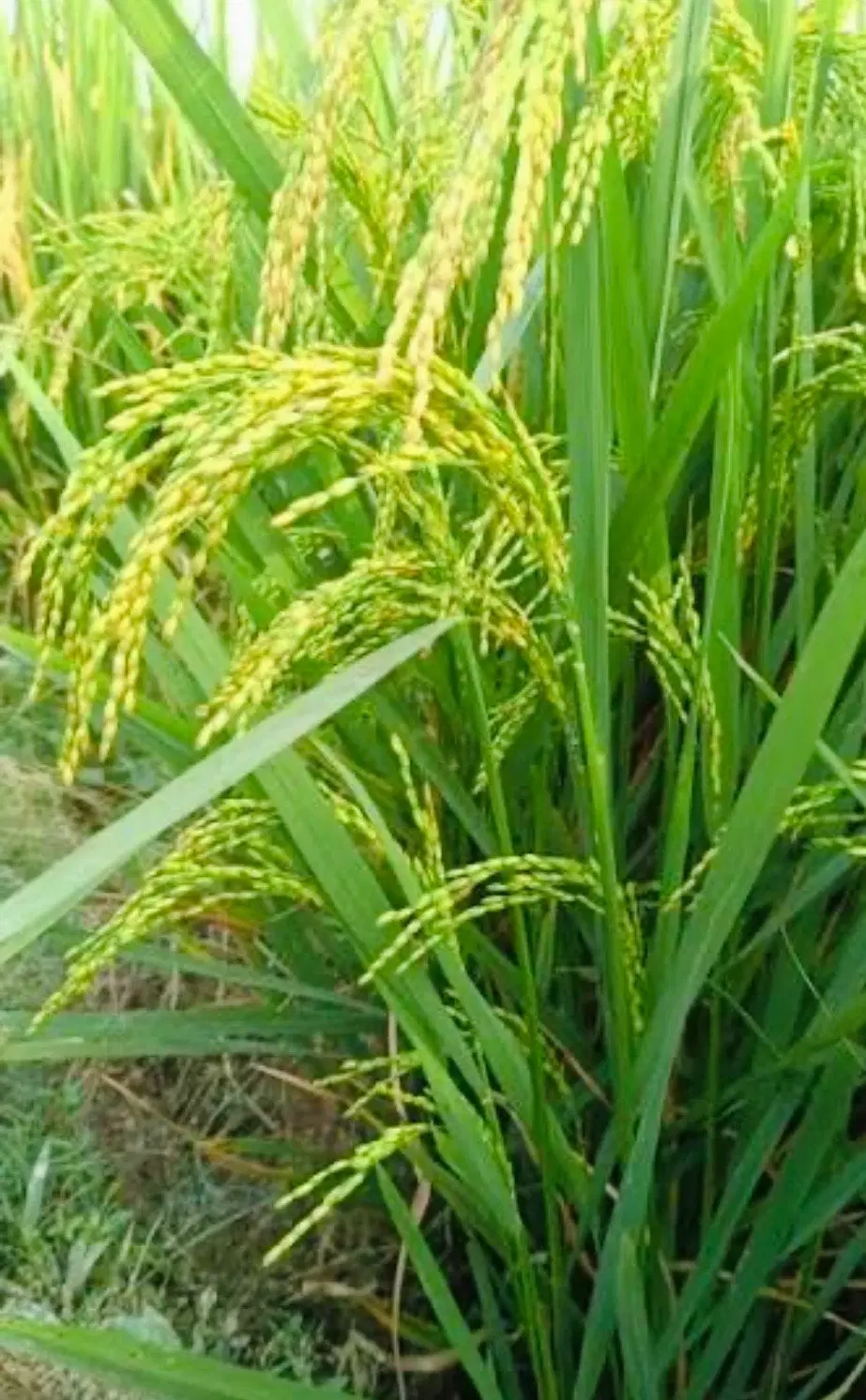 زمین بیجاری،زمین کشاورزی