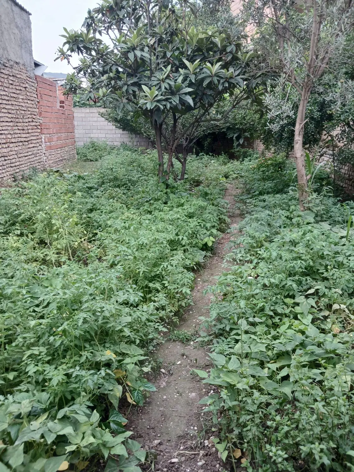۲۵۰ متر زمین در روستای سید میران