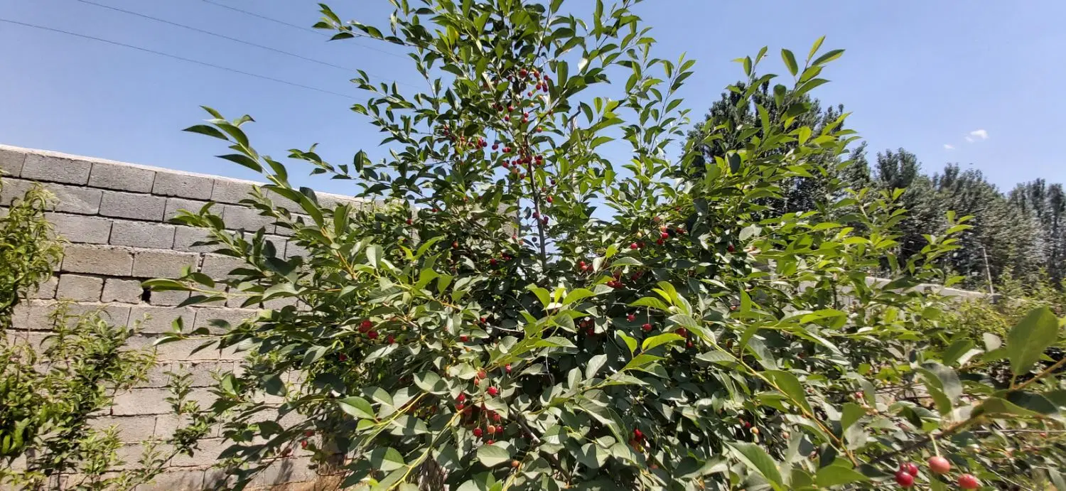زمین و باغ و باغچه تهراندشت، سعیدآباد