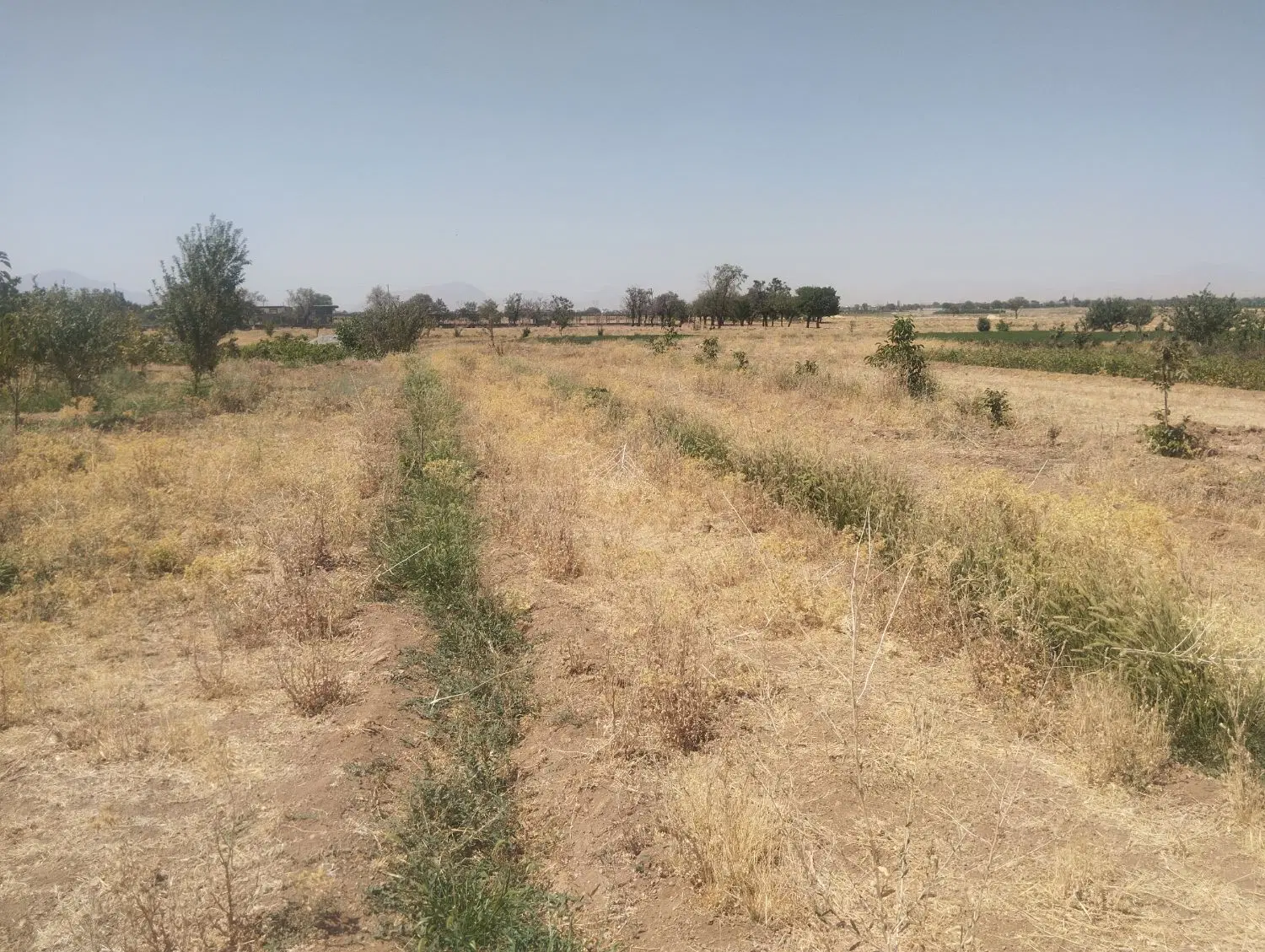 زمین باغی