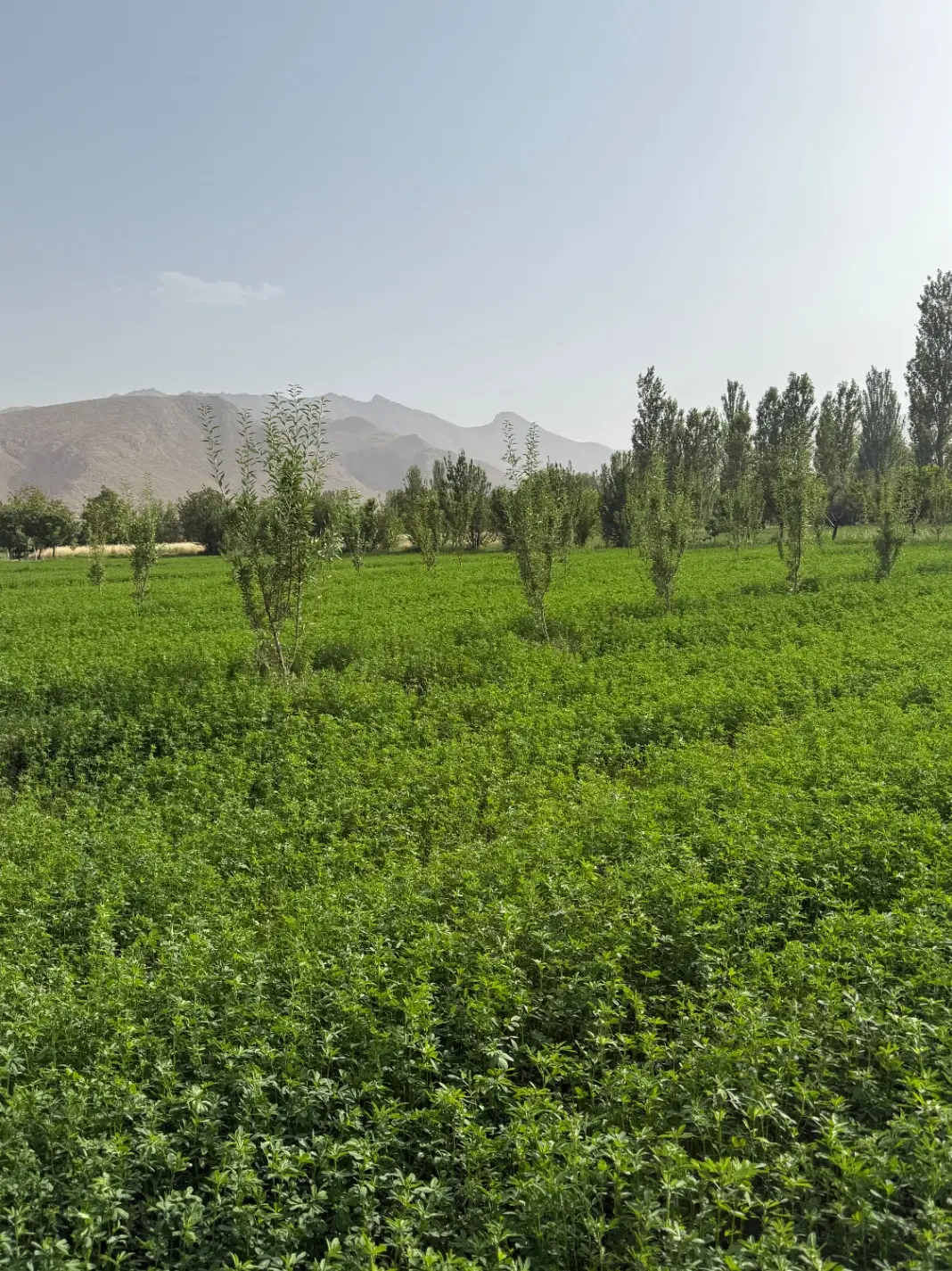فروش ۳۰۰۰ متر زمین کشاورزی با سند تک برگ