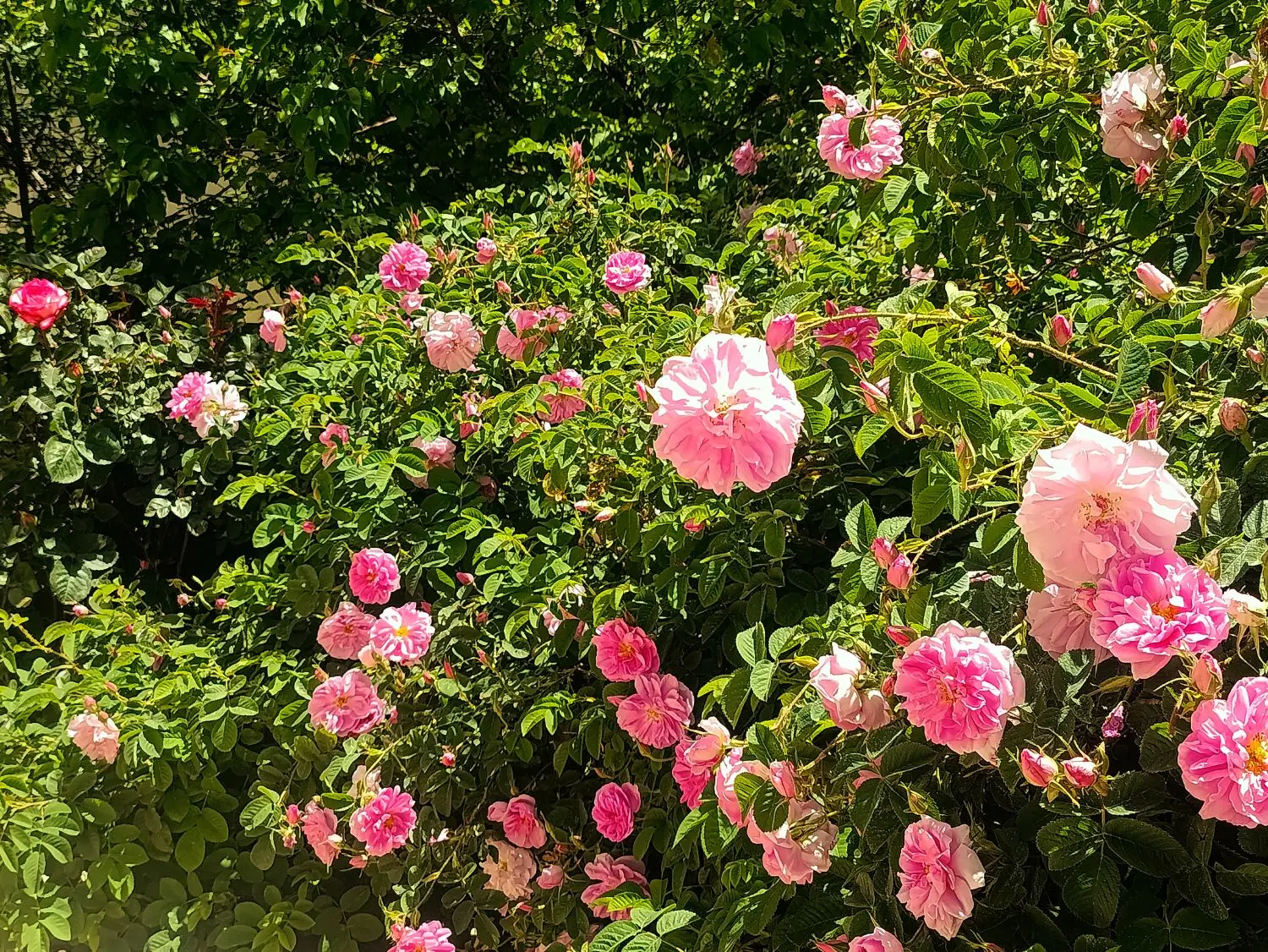 زمین و باغ۸۵۵۰متری با چشمه آب دائمی