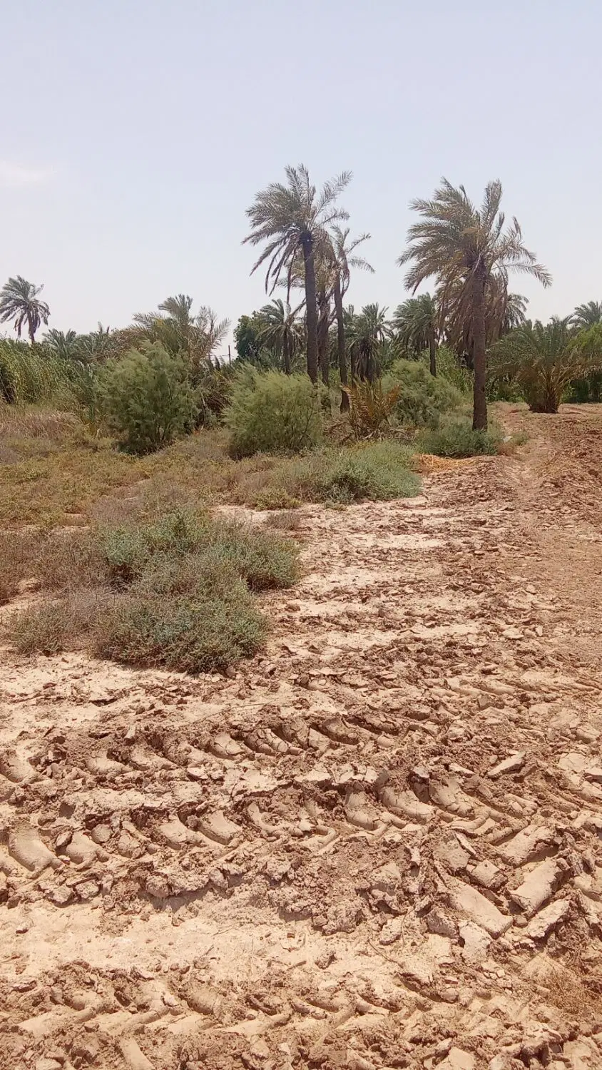 معمره صنگور