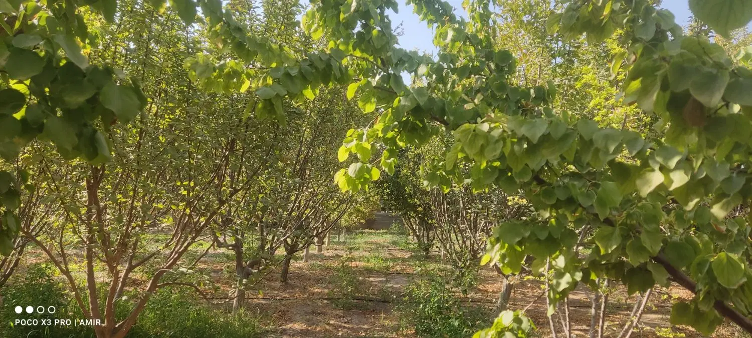 باغ ویلای سوپرلوکس