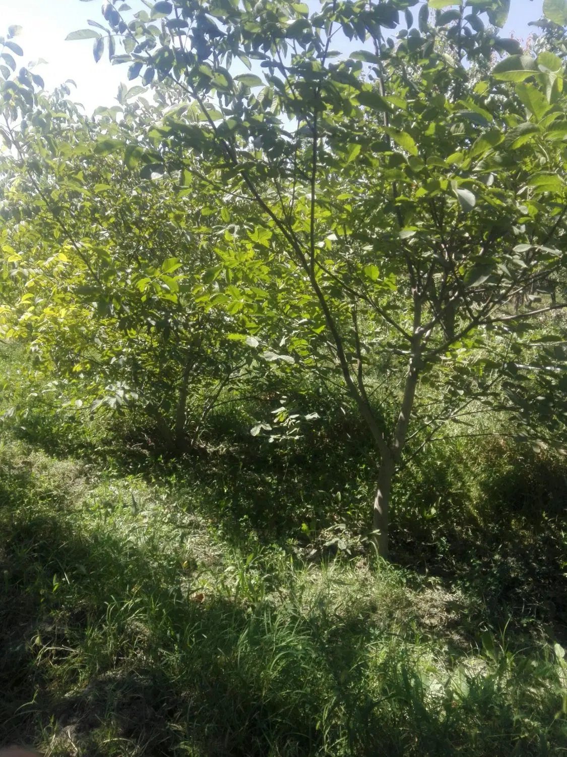فروش باغ