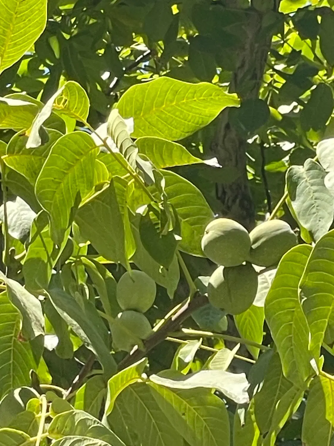 اجاره میوه گردو در ۳ کیلومتری جاده دریا چی چیست