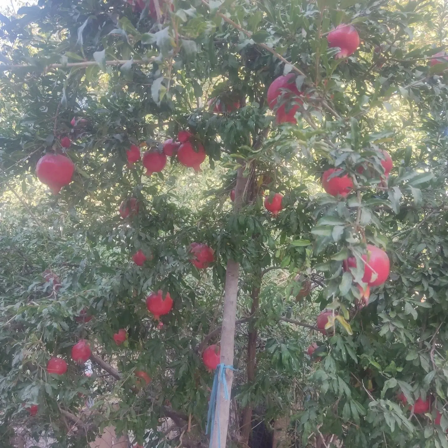 فروش زمین سندار ( متری 26 )