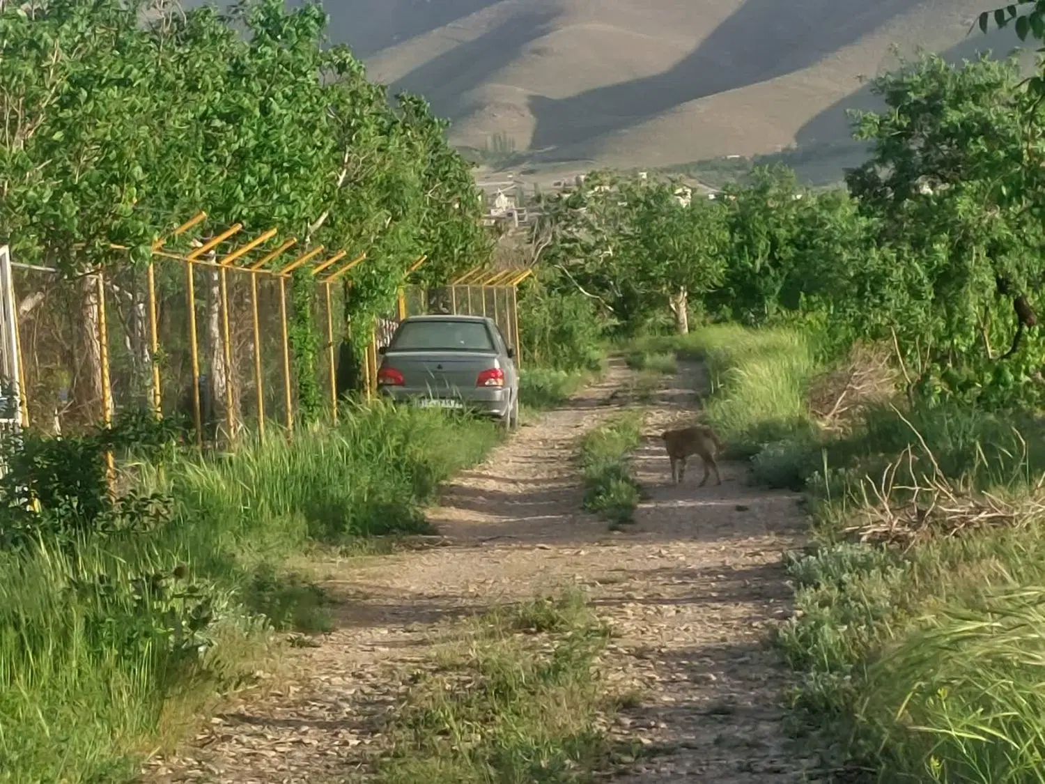باغ در خانه میران فروش و معاوضه