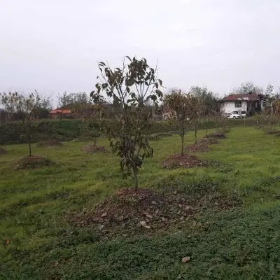 زمین زراعی