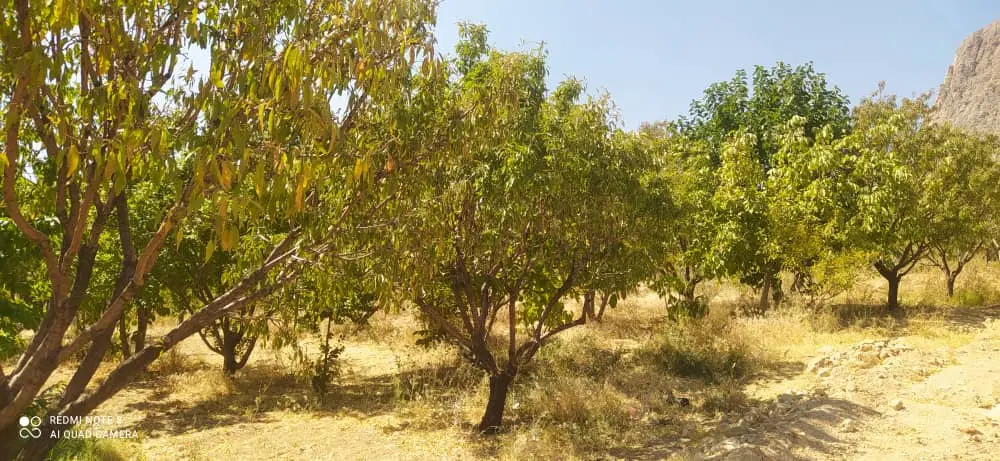 باغ طرح عمان سامان