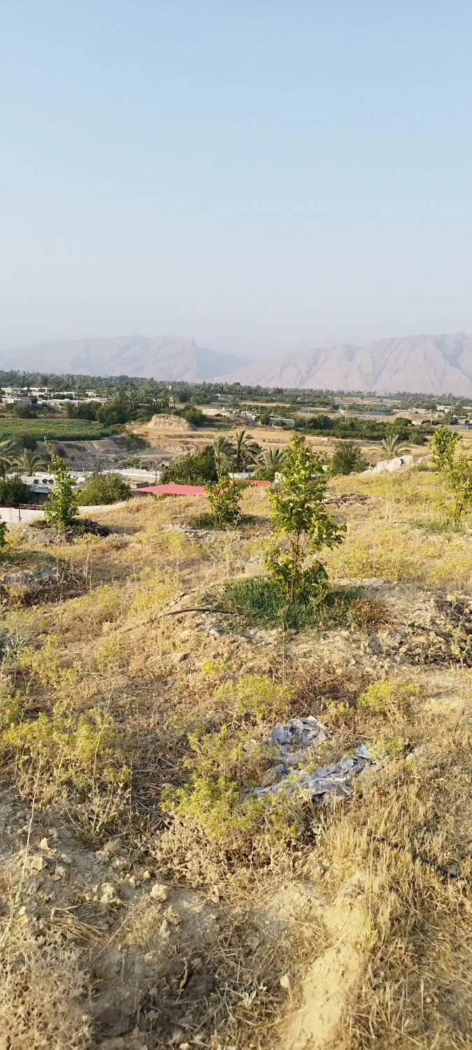باغ درخت یک ساله