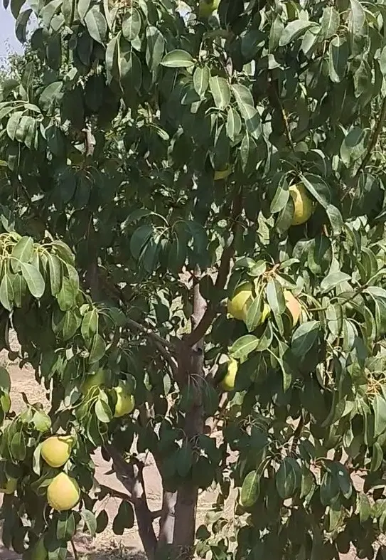 باغ گلابی در قدیم آباد