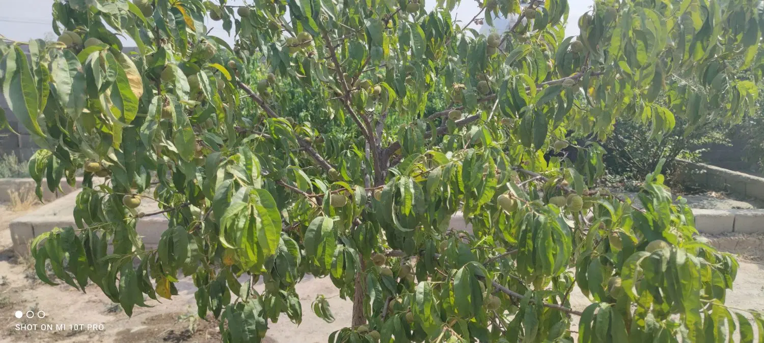 باغ500متری دوردیوار