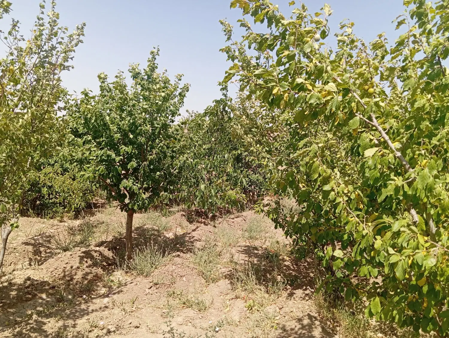 باغ  بینالود