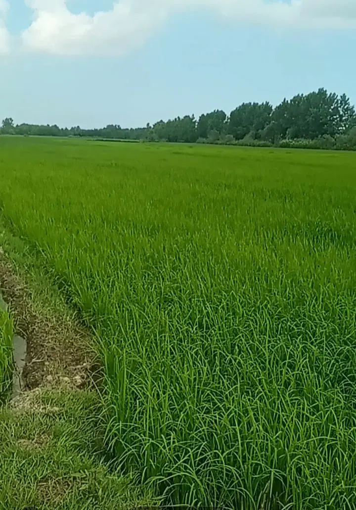 زمین شالیزار