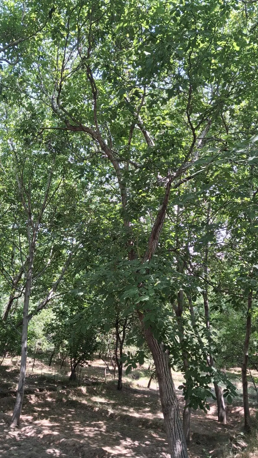 باغ پر درخت اسکو