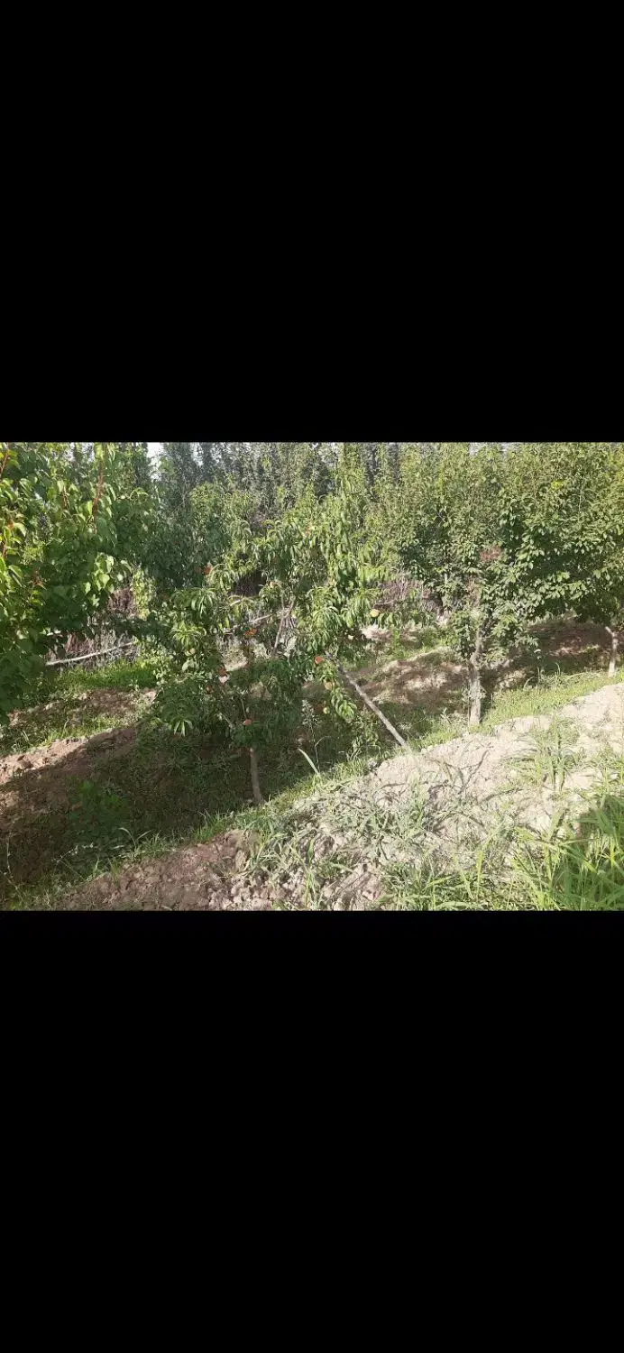 باغچه پیشک یک