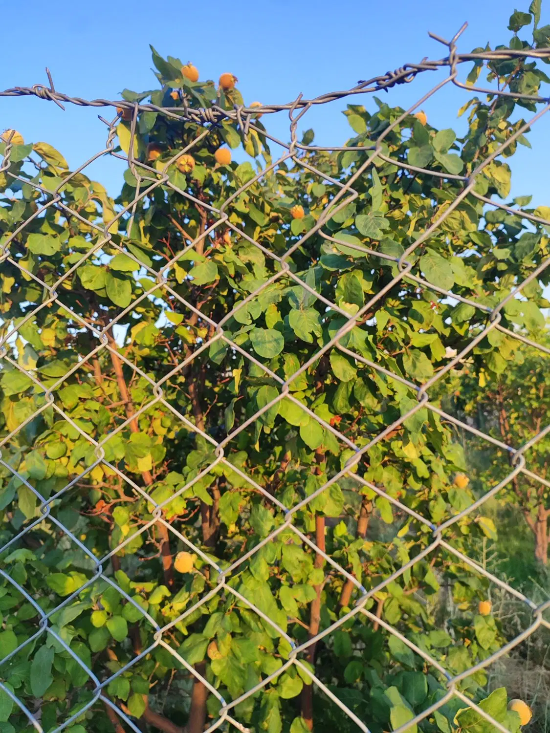 باغ نقلی ۵۰۰متری در روستای اونلیق