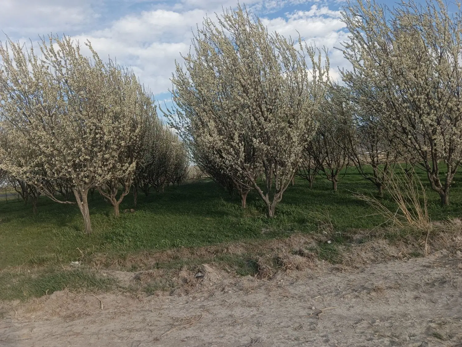 فروش باغچه آلو در روستای قهرمانلو