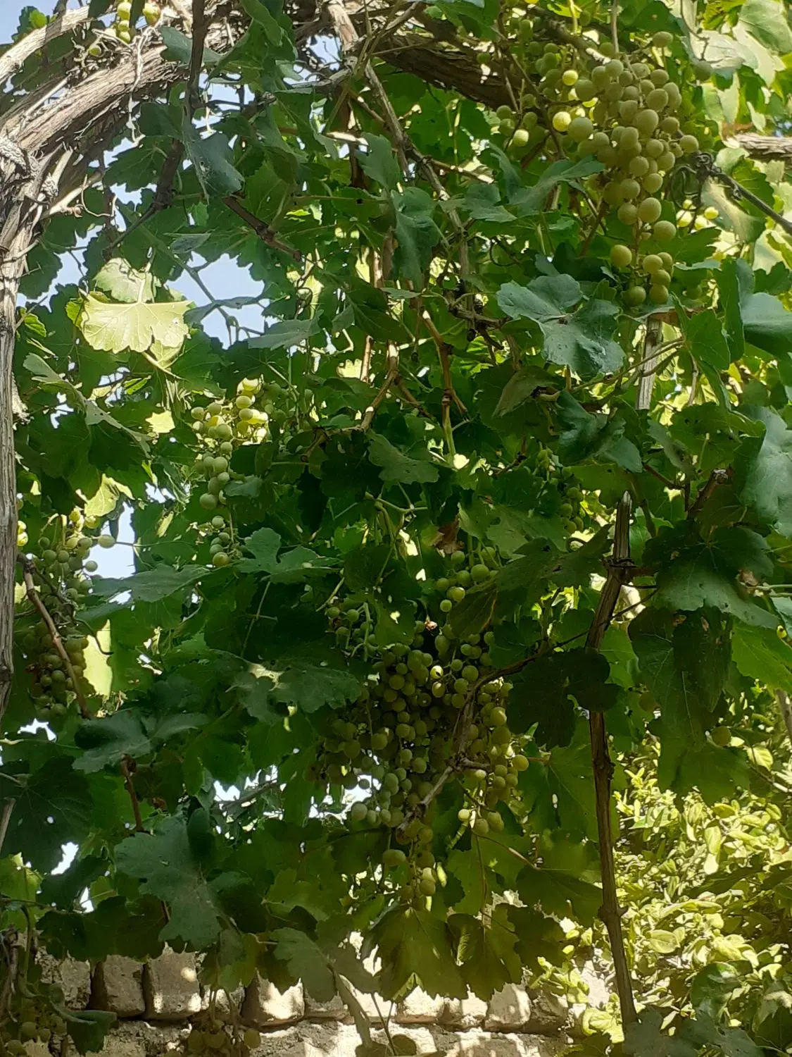 فروش باغ و سوله ۳۰۰ متری