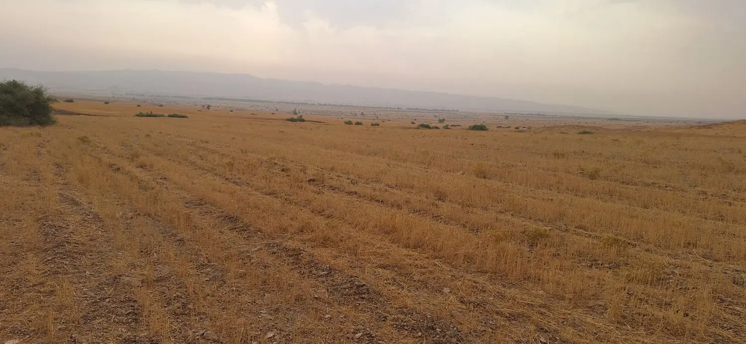 زمین کشاورزی در صالح آباد