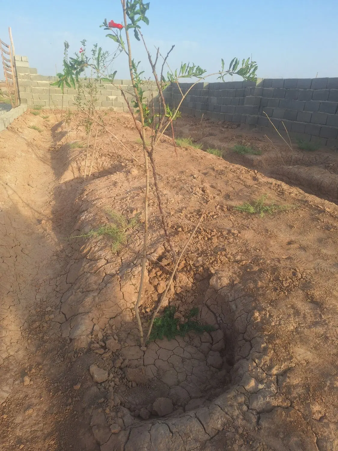 زمین باغچه 500 متری