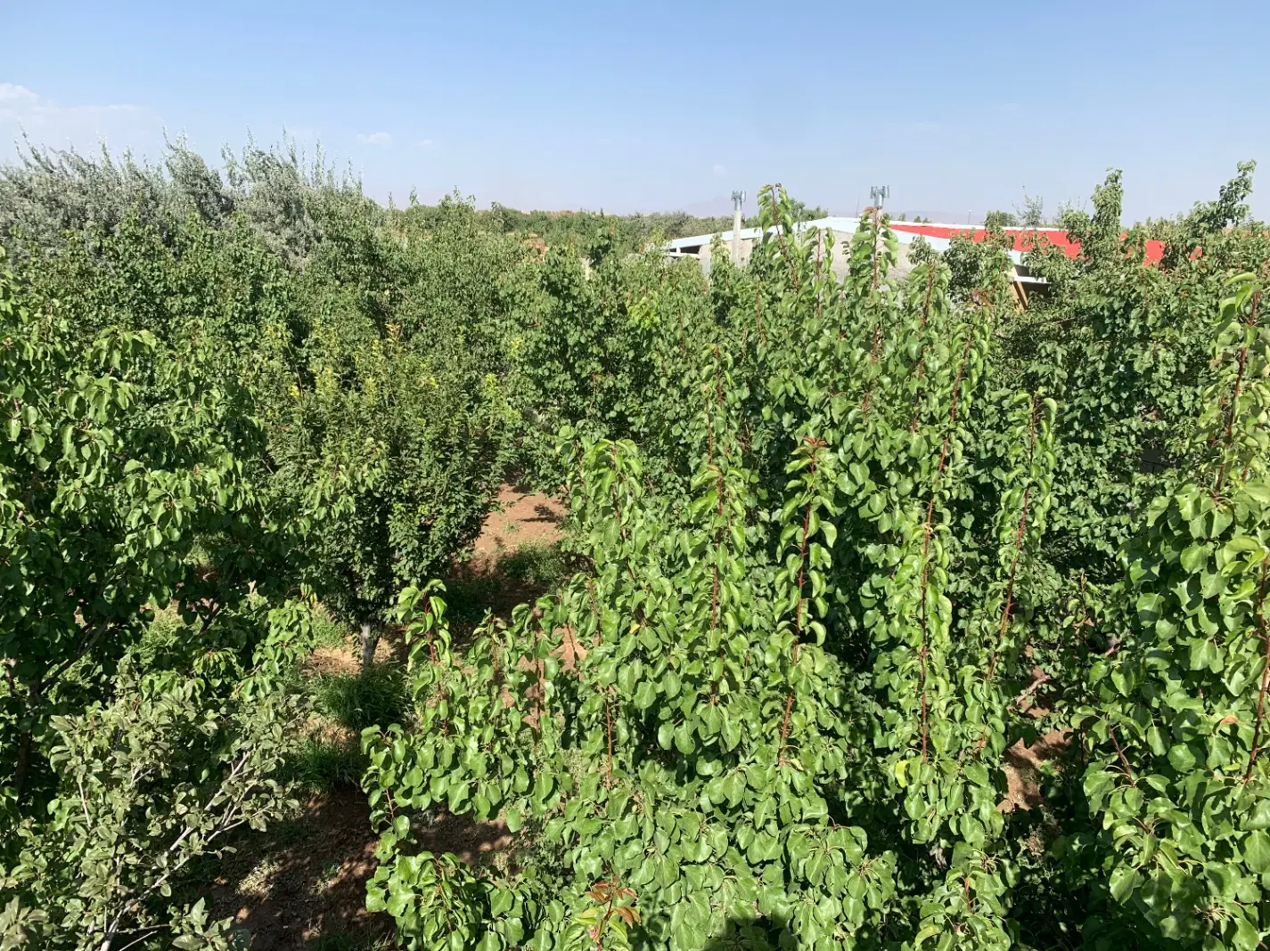 باغ ۹۱۷متر معاوضه با ماشین