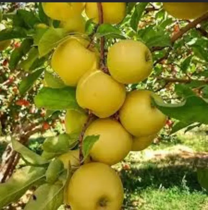 باغ ۱۰۰۰متری