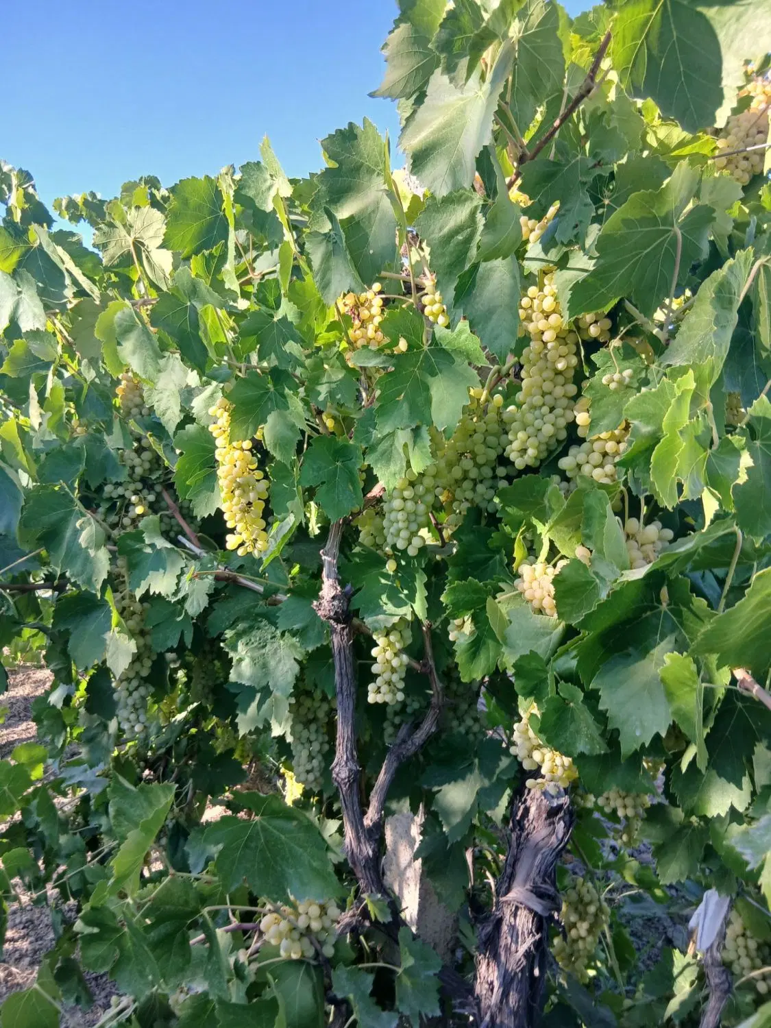 اجاره باغ انگور