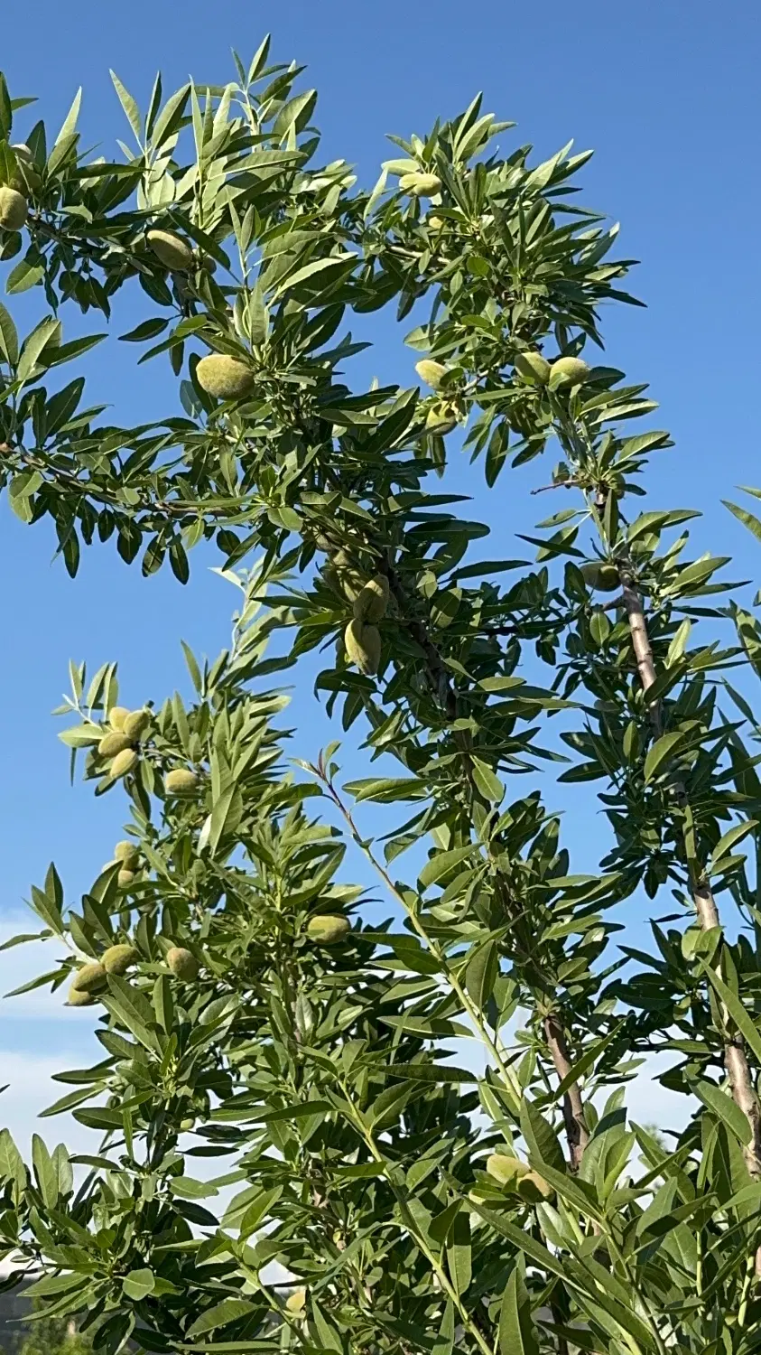 باغچه چهاردیواری نجم اباد