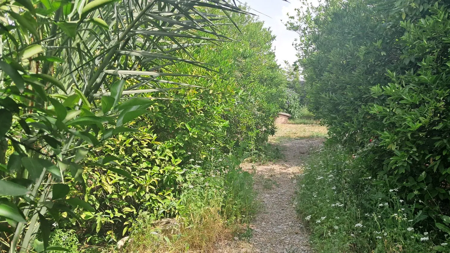 باغچه ۶۰۰ متری درختان ثمر ده