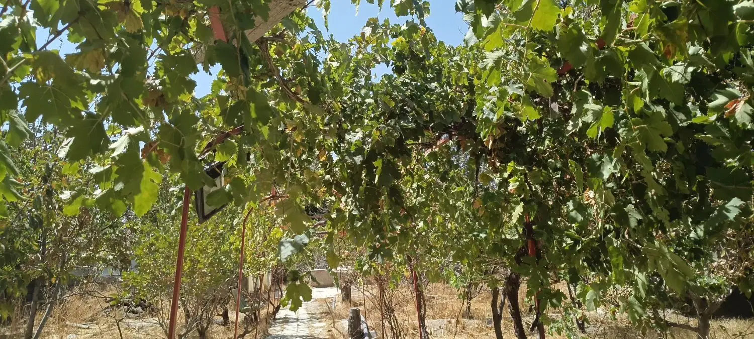 باغ ویلا