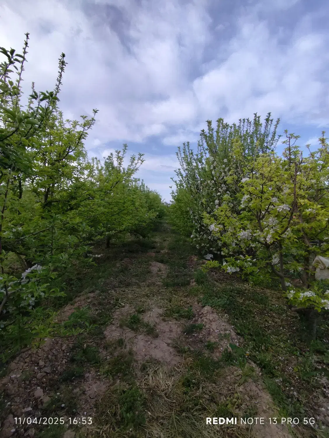 زمین مسکونی کشاورزی روستای زیبای اندرخ