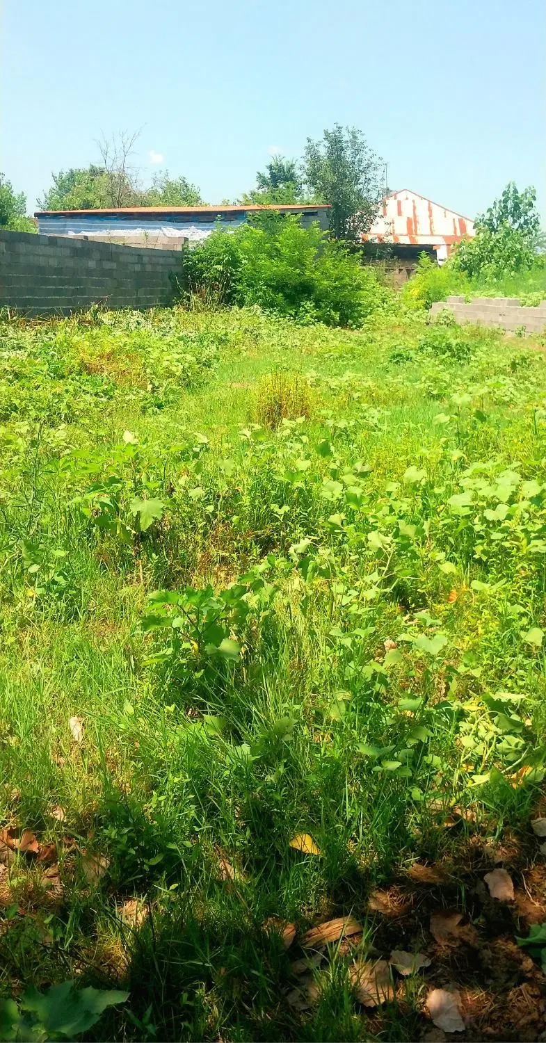 زمین مسکونی ۵۸۰ متر در نوخاله
