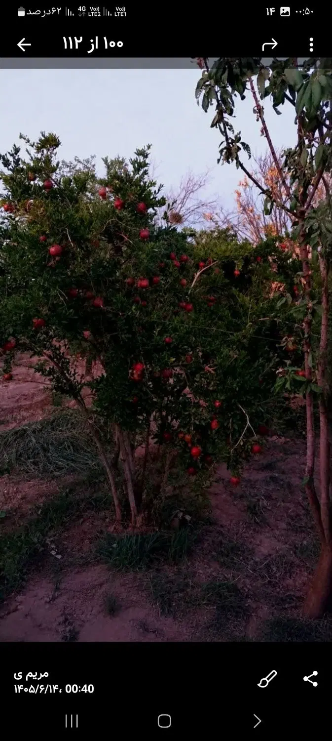 باغ فروشی.شهرضا.گرمشاه