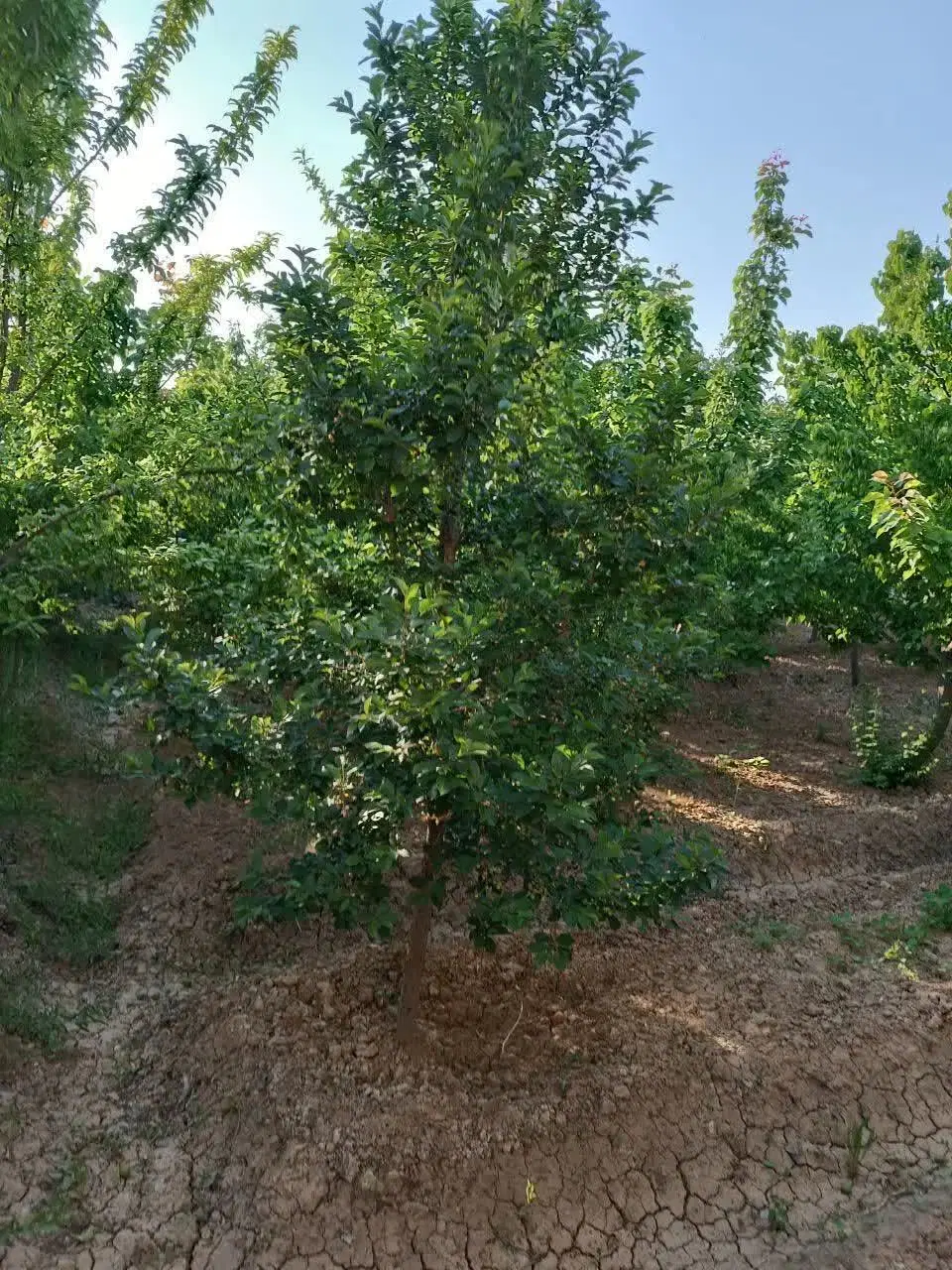 معاوضه باغ در پاکمن