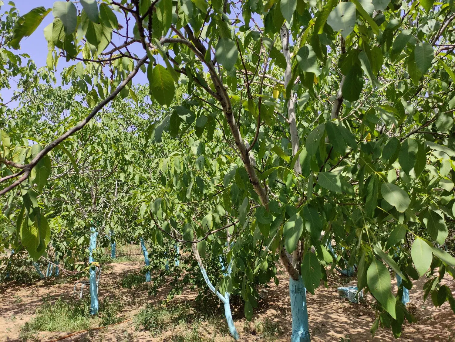 800 متر باغ ویلا در روستای نجم‌آباد شهرک گلستان