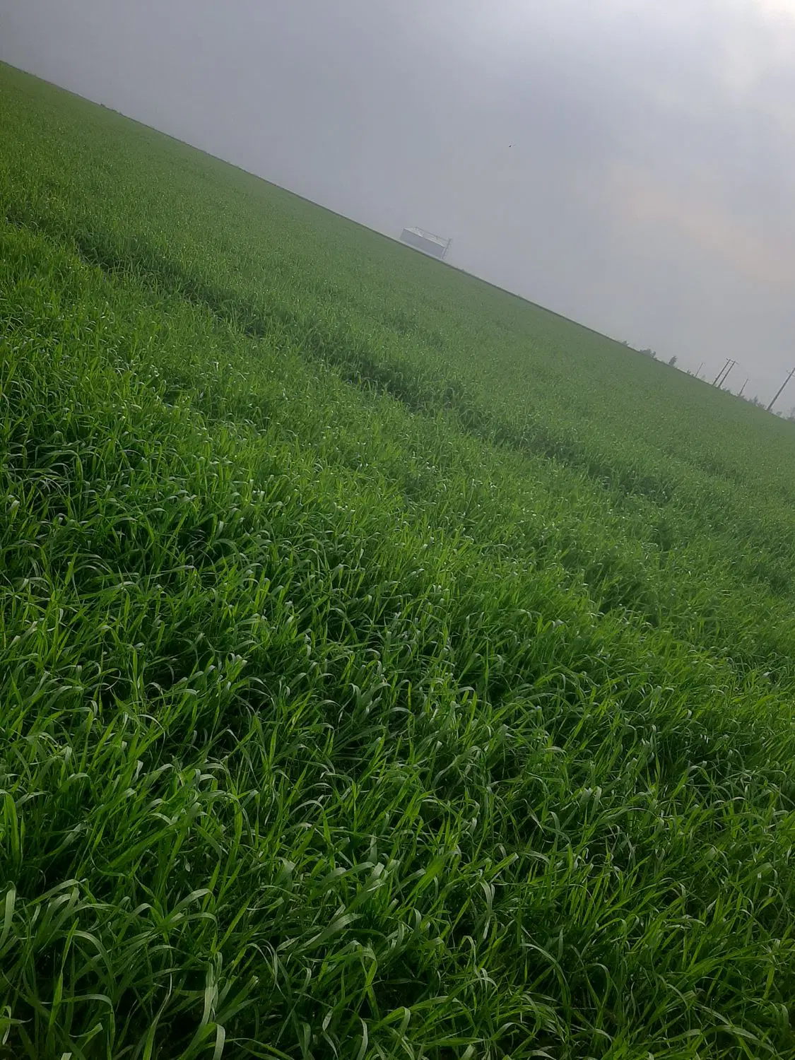 ۴۴۱متر بر اتوبان گنبد .مینودشت